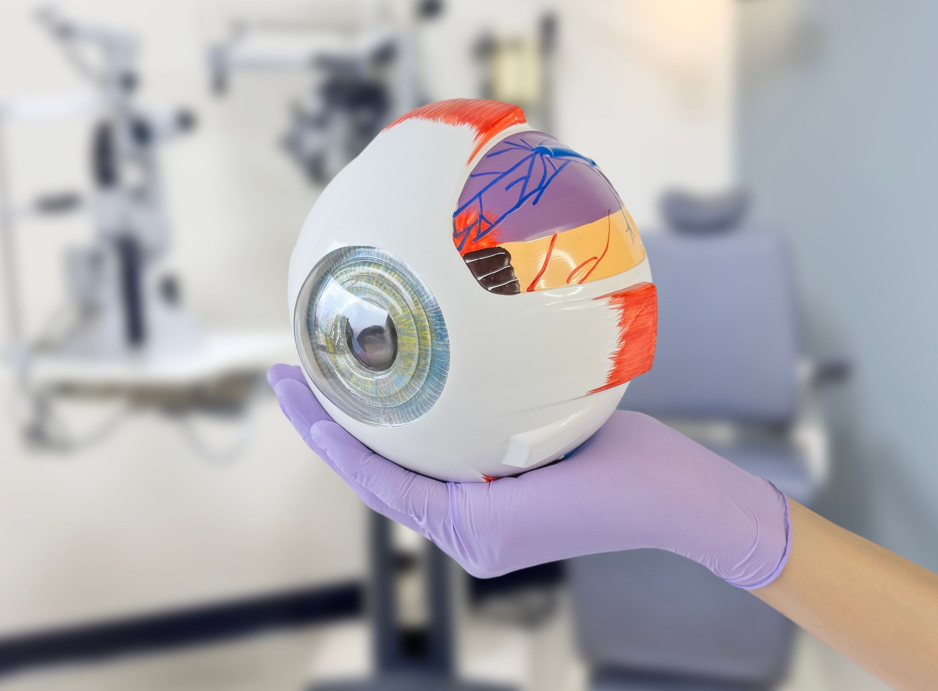 Doctor showing a human eye model